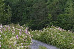 Wildflowers beside dense woodland in Bahana Forest