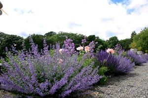 Official tourism photograph of Gardens at Castle Durrow in County Laois