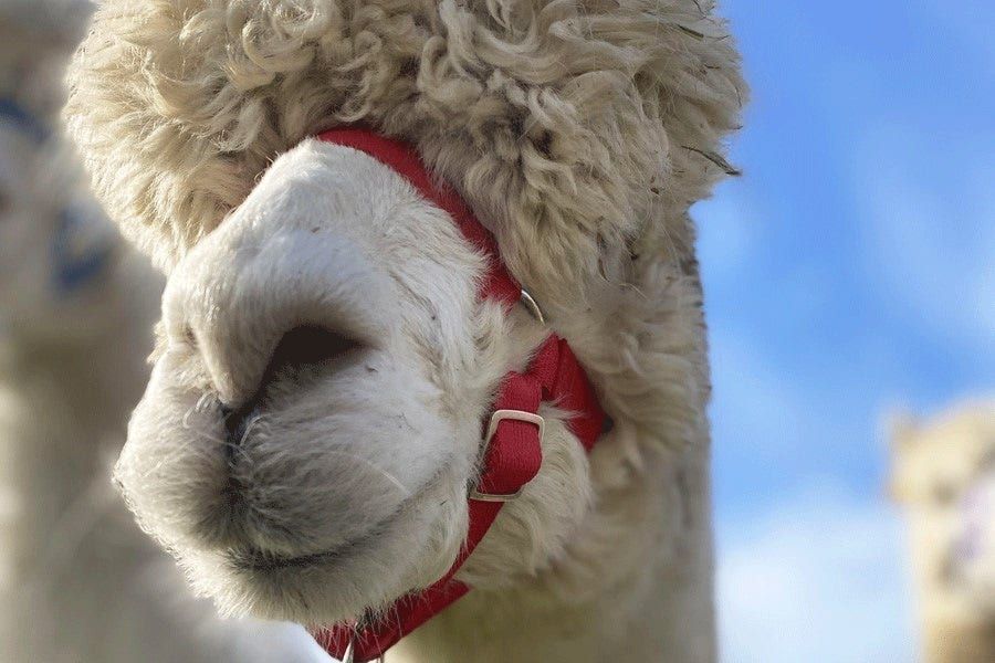 Official tourism photograph of Alpaca Lodge  in County Wexford