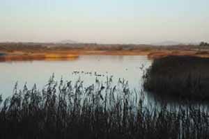Official tourism photograph of The Wexford Slobs and Wildfowl Reserve in County Wexford