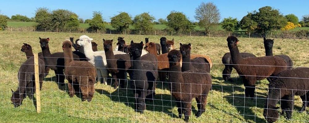 Official tourism photograph of Andean Alpacas in County Westmeath