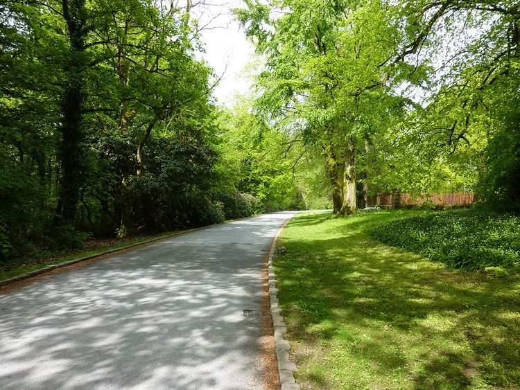 Tree-lined avenue within Castle Leslie Estate in County Monaghan