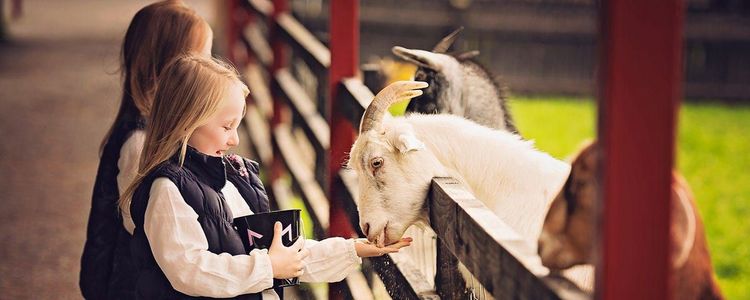 Official tourism photograph of Glendeer Open Pet Farm in County Roscommon