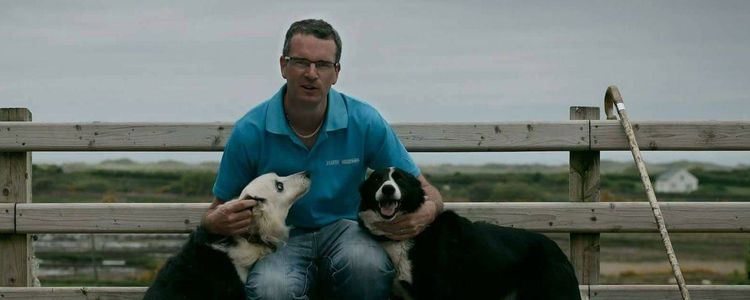 Official tourism photograph of Atlantic Sheepdogs in County Sligo