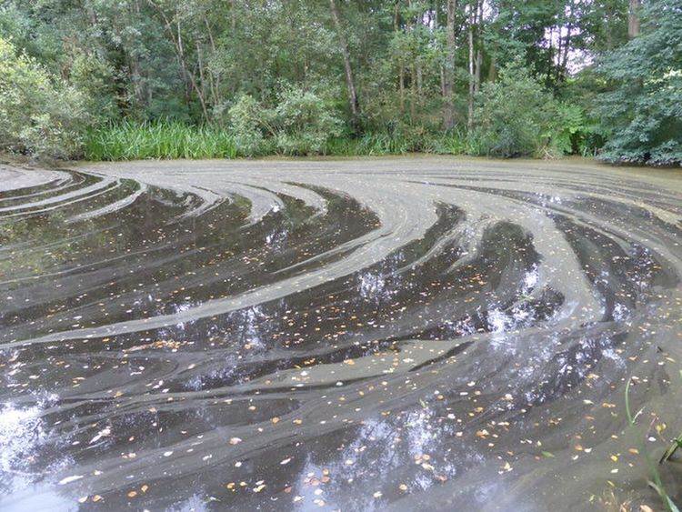 Photograph of Peatlands Park in County Tyrone