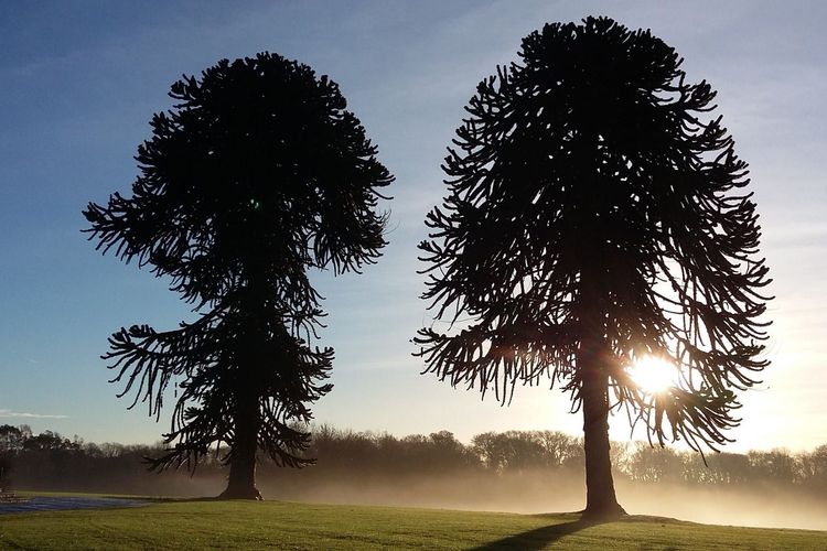 Official tourism photograph of The John F. Kennedy Arboretum in County Wexford